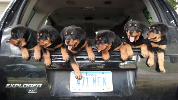 /Images/uploads/MidAmerica Rottweiler Rescue/adoptarottphotocontest/entries/10229thumb.jpg